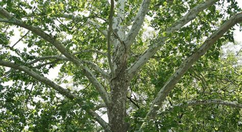 American Sycamore Tree Seeds-A huge, stately, and impressive tree ...