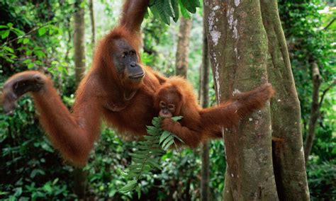 Living among the trees: Five animals that depend on forests | Stories | WWF