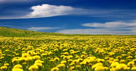 Yellow Flower Field Wallpapers - Top Free Yellow Flower Field ...