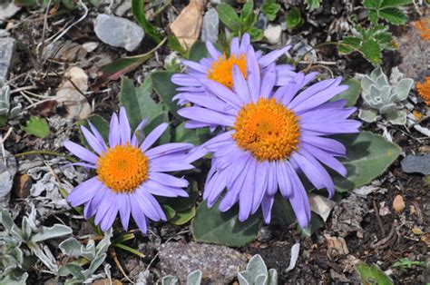 asters (Genus Aster) · iNaturalist