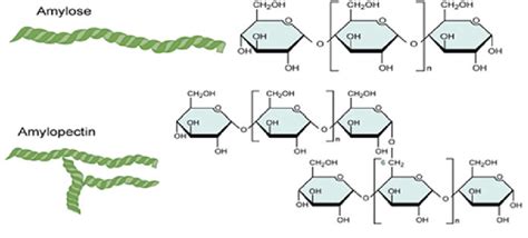 6 Starch amylose and amylopectin structure | Download Scientific Diagram