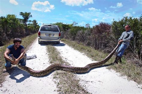 Python hunters describe dangers of wrangling 15-foot snake in Florida ...