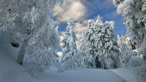 Snow Covered Forest With Snow Covered Trees During Winter HD Nature ...