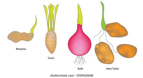 Rhizomes Plant