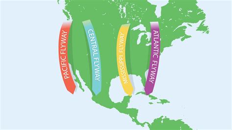 The 4 North American Bird Migration Paths