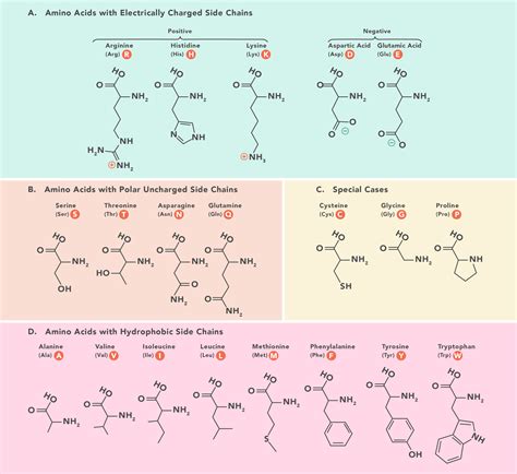 Essential Amino Acids: Chart, Abbreviations and Structure | Technology ...