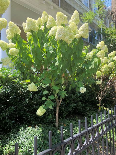 Limelight Hydrangea Tree | ubicaciondepersonas.cdmx.gob.mx