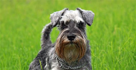 Miniature Schnauzer Guide (Size & Breed Characteristics)