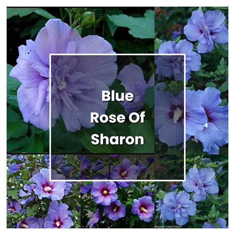 How to Grow Blue Rose Of Sharon - Plant Care & Tips | NorwichGardener