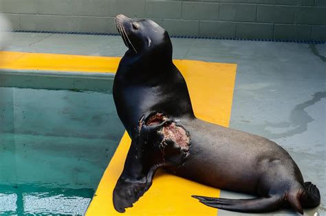 Young sea lion recovers from shark bite at Marine Mammal Center ...