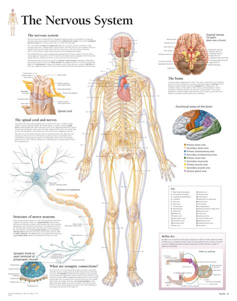 Spinal Nerve Chart Anatomy