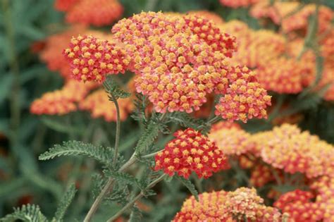 Achillea 'Fanal' | Plants, Achillea, Plants to attract bees