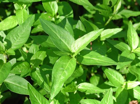 Medicinal Plants at Pura Vida Spa & Yoga Retreat: Vietnamese coriander ...