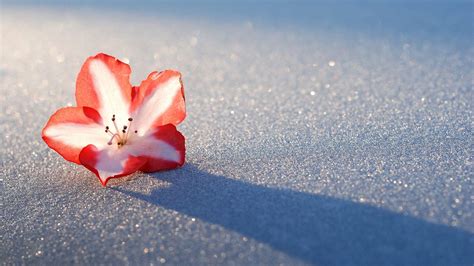 Winter Flower Wallpapers - Wallpaper Cave