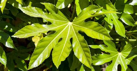 Growing Fatsia Japonica Plants: Caring For Japanese Aralia