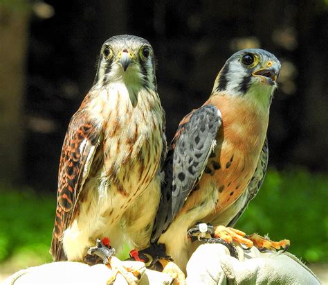 Identifying Male and Female American Kestrels - intoBirds