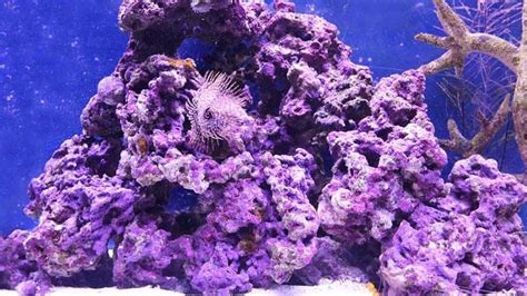 Plants In The Coral Reef Biome