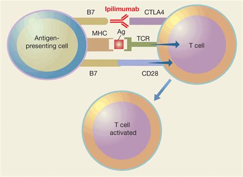 EMA approved new drugs: ipilimumab (Yervoy) for the treatment of ...