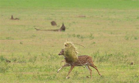 Chital antlers entangled in fishing net, Nagarahole | Conservation India