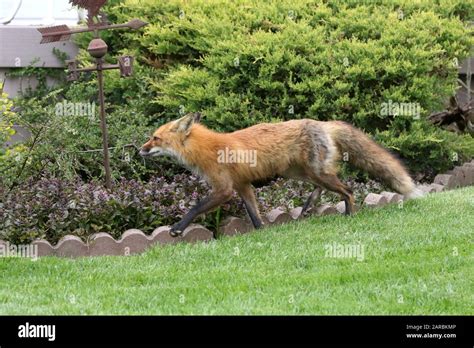 Red fox cubs playing Stock Photo - Alamy