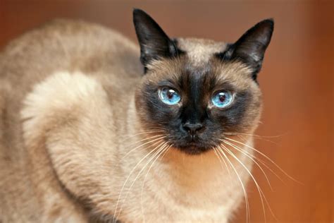 62 Best Siamese Cat Names | Great Pet Care