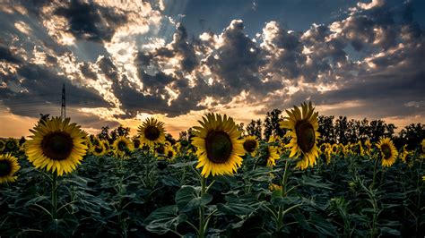 sunset, nature, sunflower, field HD Wallpaper