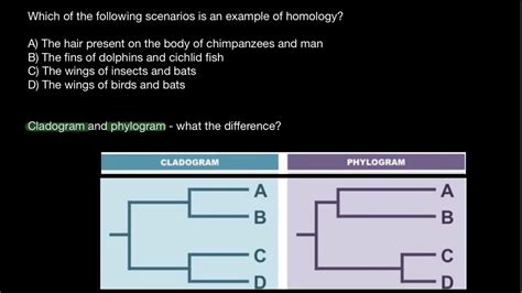 Homology vs Homoplasy | Cladogram vs. Phylogram - YouTube