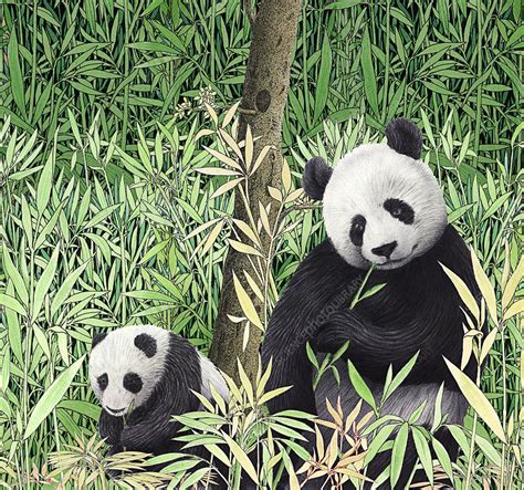 Baby Giant Pandas Eating Bamboo