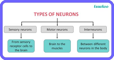 Neuron Types And Functions