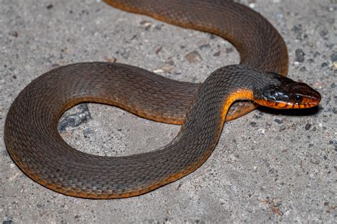 Plain-bellied Watersnake | South Carolina Partners in Amphibian and ...