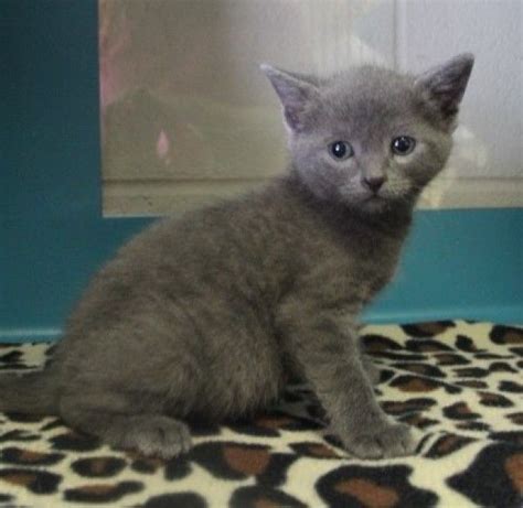 Russian Blue Cat for Adoption in Cleveland, Alabama - Hank in Cleveland ...