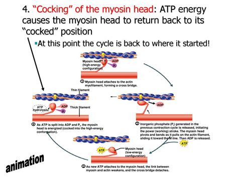 NOTES: The Muscular System (Ch 8, part 2) - ppt download