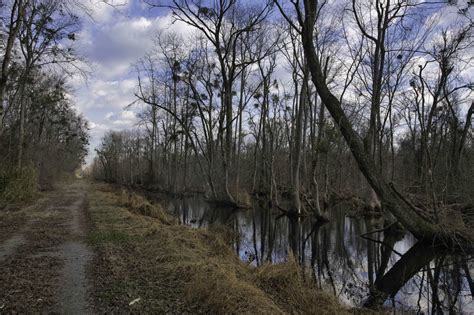 Great Dismal Swamp to Lake Drummond - The Hoppy Hikers