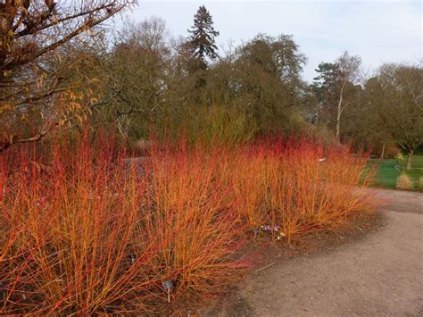 Arctic Fire™ Cornus stolonifera- Farrow - Redtwig Dogwood -Proven ...