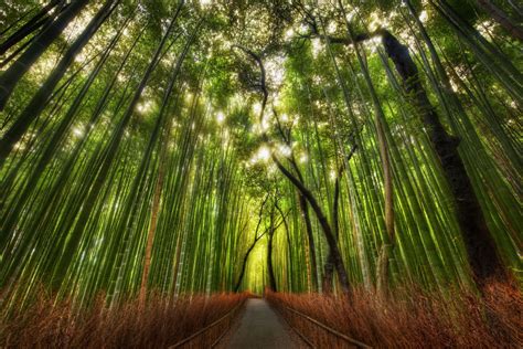 Bamboo Forest, Kyoto, Japan photo on Sunsurfer