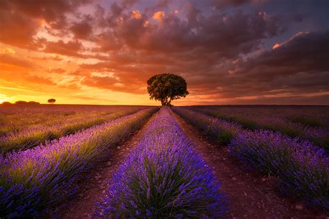 Download Sunset Cloud Field Nature Lavender HD Wallpaper