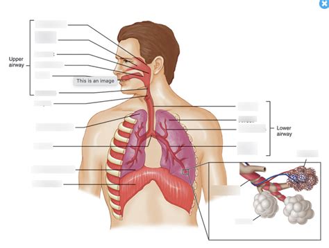 Chapter 6-Respiratory System Diagram | Quizlet