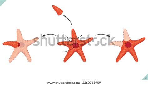 Biology Starfish Regeneration Schematic Regeneration Event Stock Vector ...