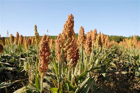 sorghum plant uses Artigos - Wikifarmer