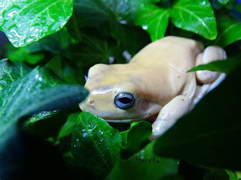 NE England WANTED !!!! whites tree frog morphs ???? - Reptile Forums