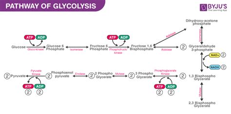 Glycolysis - Definition and Glycolysis Pathway