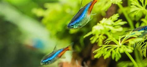 Neon tetra disease spreading in my tank!!! | Fish Forum