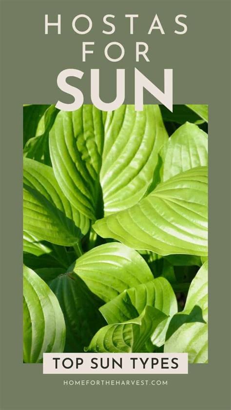 Hostas for the sun (varieties plus growing tips) | Sun hostas, Hostas ...