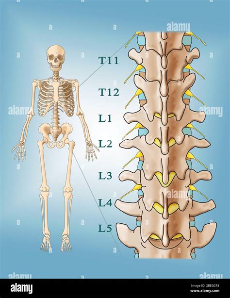 Anatomy of lumbar spine hi-res stock photography and images - Alamy