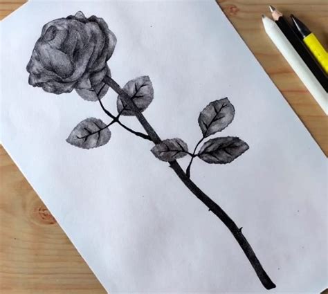 12 UNIQUE Rose Drawings Images (made by Hand)