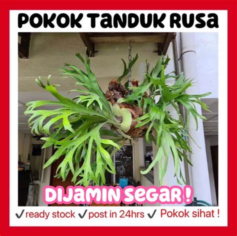 RINA • pokok tanduk rusa • playtcerium bifurcatum conorarium staghorn ...