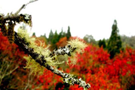 Tours in Alishan: Alishan Cherry Blossoms, Fireflies & Aborigines ...