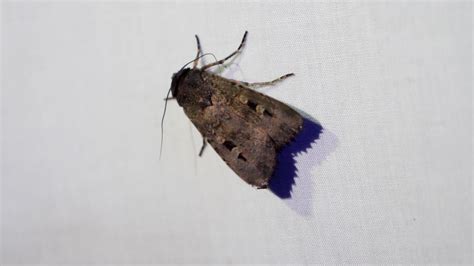 A flicker of hope: Bogong moths in 2022 - Australian Conservation ...