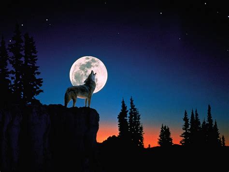 Wolf Howling Wallpapers - Wallpaper Cave