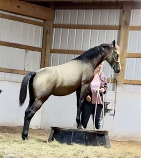 Gray/Buckskin 50% Friesian Cross Filly Unique!